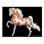 American Saddlebred Pinto Postcard