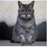 American shorthair Blue magnet Photo Sculpture