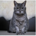 American shorthair Blue magnet photo sculptures by aforte40 American shorthair Blue magnet photo sculptures