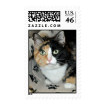 American Shorthair Calico Cat Postage Stamps stamps