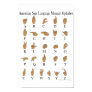 American Sign Language ASL Alphabet Poster