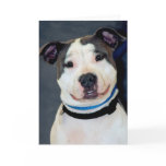 American Staffordshire Terrier-Am Staff Photo Greeting Card