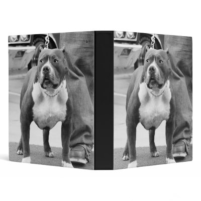 American Staffordshire Terrier Binder by ritmoboxer
