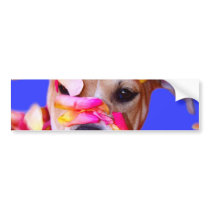 American Staffordshire Terrier Boxer Mix Puppy Dog bumper stickers by KahunaLuna American Staffordshire Terrier Boxer Mix Puppy Dog bumper stickers