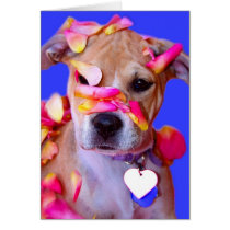 American Staffordshire Terrier Boxer Mix Puppy Dog Greeting Cards