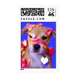 American Staffordshire Terrier Boxer Mix Puppy Dog Postage