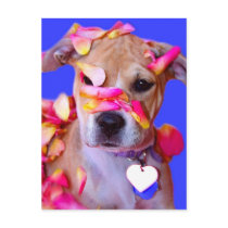 American Staffordshire Terrier Boxer Mix Puppy Dog Post Cards