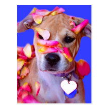 American Staffordshire Terrier Boxer Mix Puppy Dog Post Cards