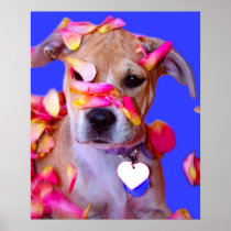 American Staffordshire Terrier Boxer Mix Puppy Dog Print