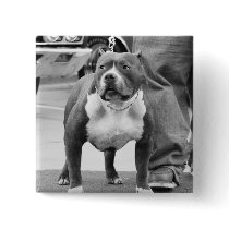 American Staffordshire Terrier button