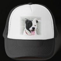 American Staffordshire Terrier hats