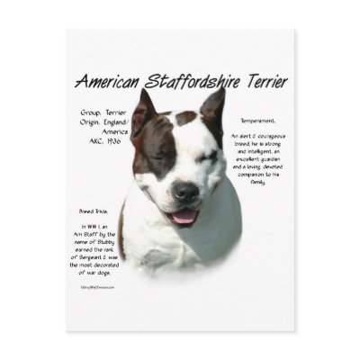 American Staffordshire Terrier History Design Postcards by GreyWolfCreation