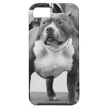 American Staffordshire terrier iPhone 5 Case