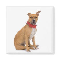 American Staffordshire Terrier Magnet