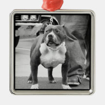American Staffordshire terrier ornament