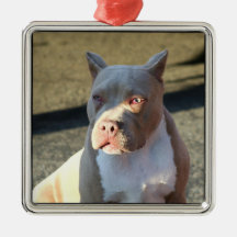 American Staffordshire Terrier ornament