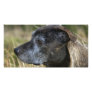 American Staffordshire Terrier Photo Card