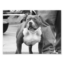 American Staffordshire Terrier Photograph