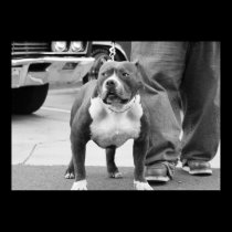 American Staffordshire Terrier Poster posters