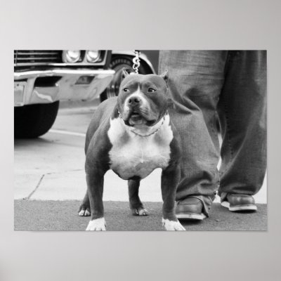 American Staffordshire Terrier Poster by ritmoboxer