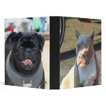 American Staffordshire Terrier Puppy binder