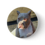 American Staffordshire Terrier puppy Button