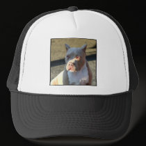 American Staffordshire Terrier puppy hats