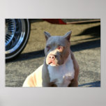 American Staffordshire Terrier Puppy Poster