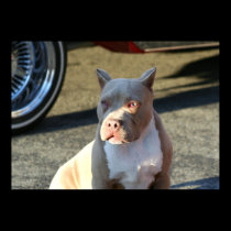 American Staffordshire Terrier Puppy Poster posters