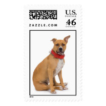 American Staffordshire Terrier Stamp (LARGE)