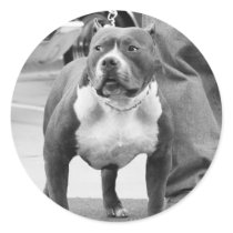 American Staffordshire Terrier Stickers