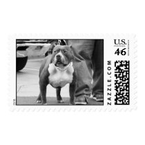 American Stafforshire Terrier Postage