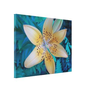 American Tiger Lily Gallery Wrap Canvas