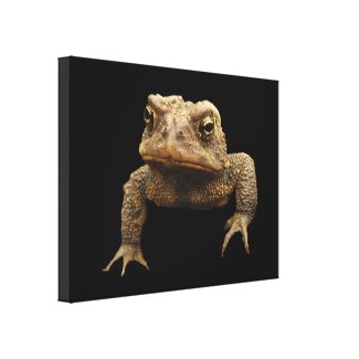 American Toad Canvas Prints