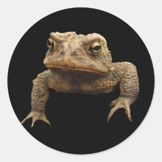 American Toad