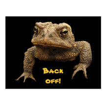 American Toad Postcard