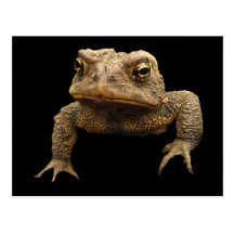 American Toad Postcard