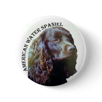 American Water Spaniel button by rescueadog