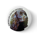 American Water Spaniel button