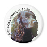 American Water Spaniel magnet