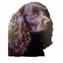 American Water Spaniel ornament photo sculptures
