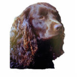 American Water Spaniel ornament Photo Cut Outs