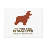 American Water Spaniel