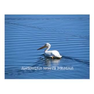 American White Pelican Postcard