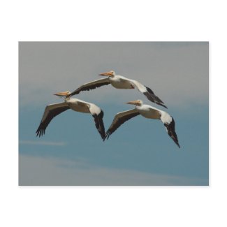 American White Pelican Postcard 4 postcard