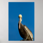 American White Pelican