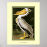 American White Pelican Posters