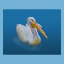 American White Pelican Print posters