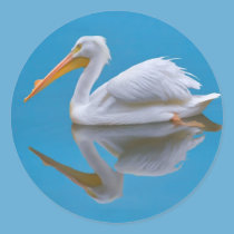 American White Pelican Sticker stickers