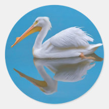 American White Pelican Sticker